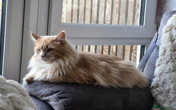 Maine Coon cats for sale: 4 Maine Coons (Mum, Dad, Son amd Daughter) - Image 8