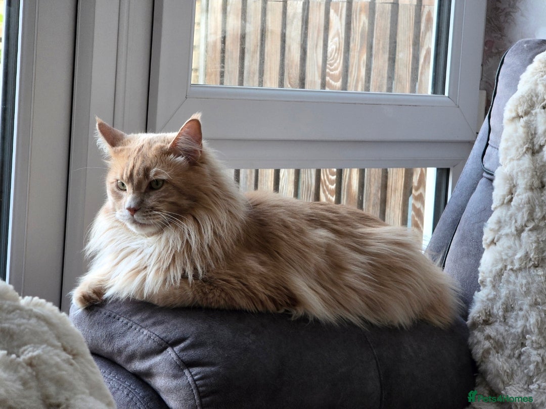 Maine Coon cats for sale: 4 Maine Coons (Mum, Dad, Son amd Daughter) - Image 8