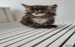 Maine Coon cats for sale: Tica registered maine coon kittens  - Image 15