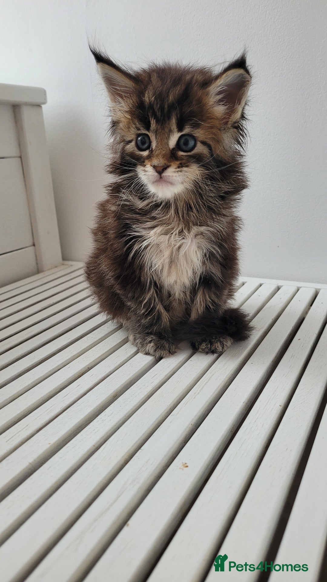 Maine Coon cats for sale: Tica registered maine coon kittens  - Image 15