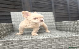 French Bulldog dogs for sale: Fluffy French bulldog male  - Image 3