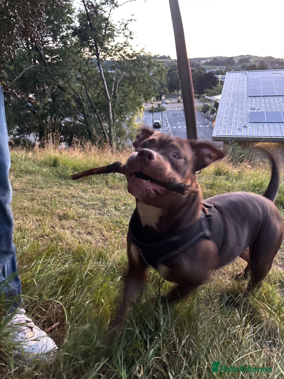 Mixed Breed dogs for sale: pure male pocket bully  - Image 5