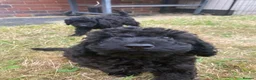 Cockapoo dogs for sale: Ready Now f1b Black & Brown Cockapoo Puppies! 🐾 - Advert 7