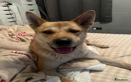 Akita dogs for sale: 3 year old female Akita  - Image 2