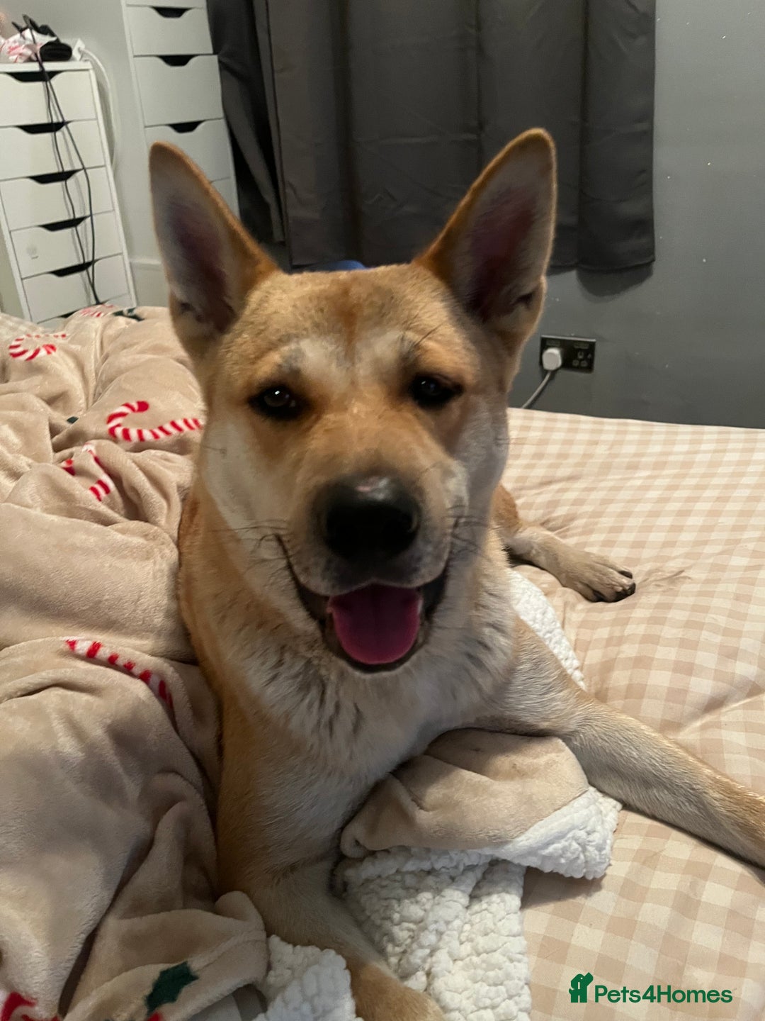 Akita dogs for sale: 3 year old female Akita  - Image 2