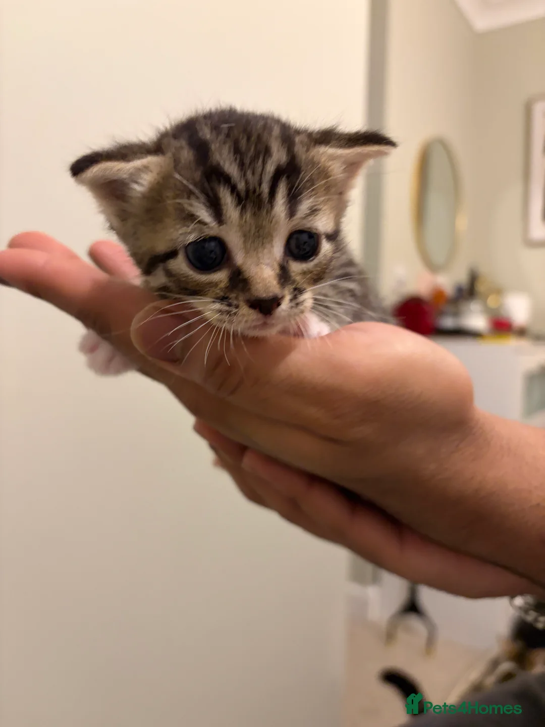 American Shorthair cats for sale: 4 beautiful American Shorthair Kittens - Advert 12