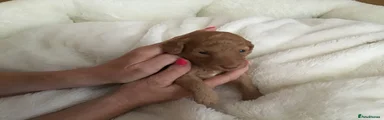 Miniature Poodle 4