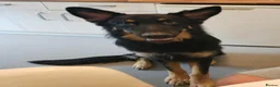 German Shepherd dogs for sale: German shepherd for rehome  - Advert 6