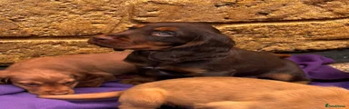 Cocker Spaniel 5