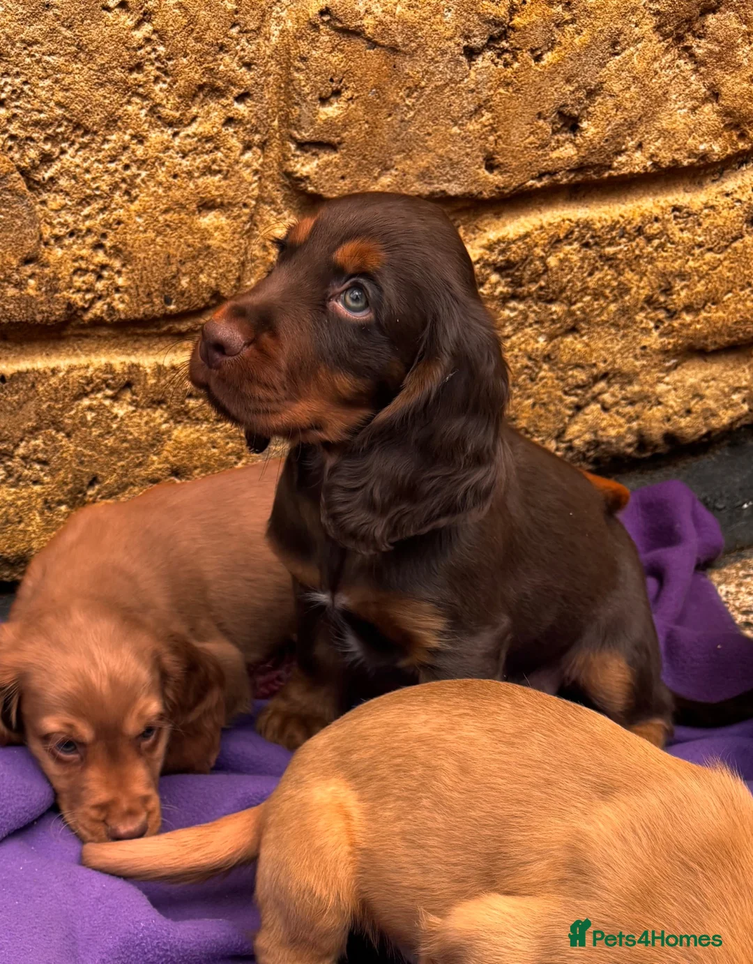 Cocker Spaniel dogs for sale: Cocker spaniel puppies - Advert 9