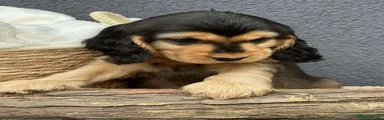 Cocker Spaniel 5