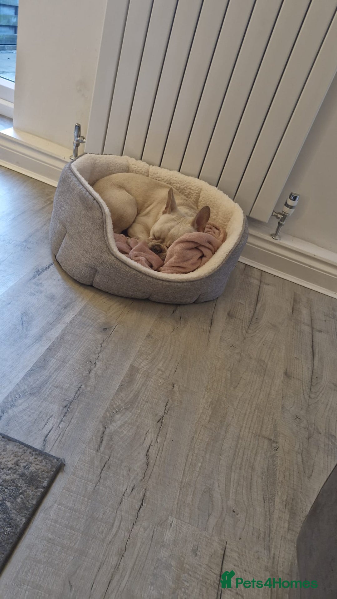 French Bulldog dogs for sale: 9 month old male frenchy - Image 5