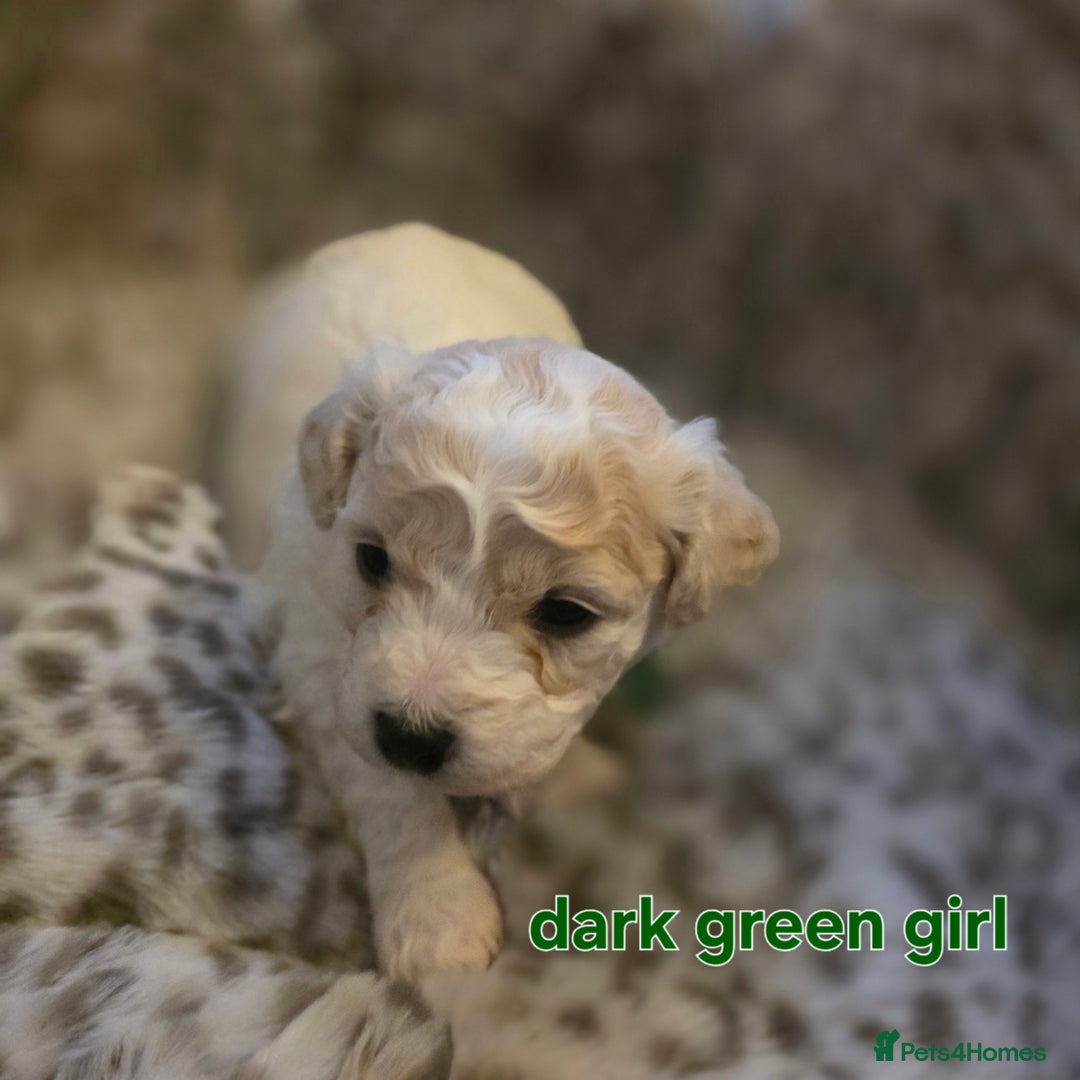 Bichon Frise dogs for sale: Bichon frise  - Advert 8