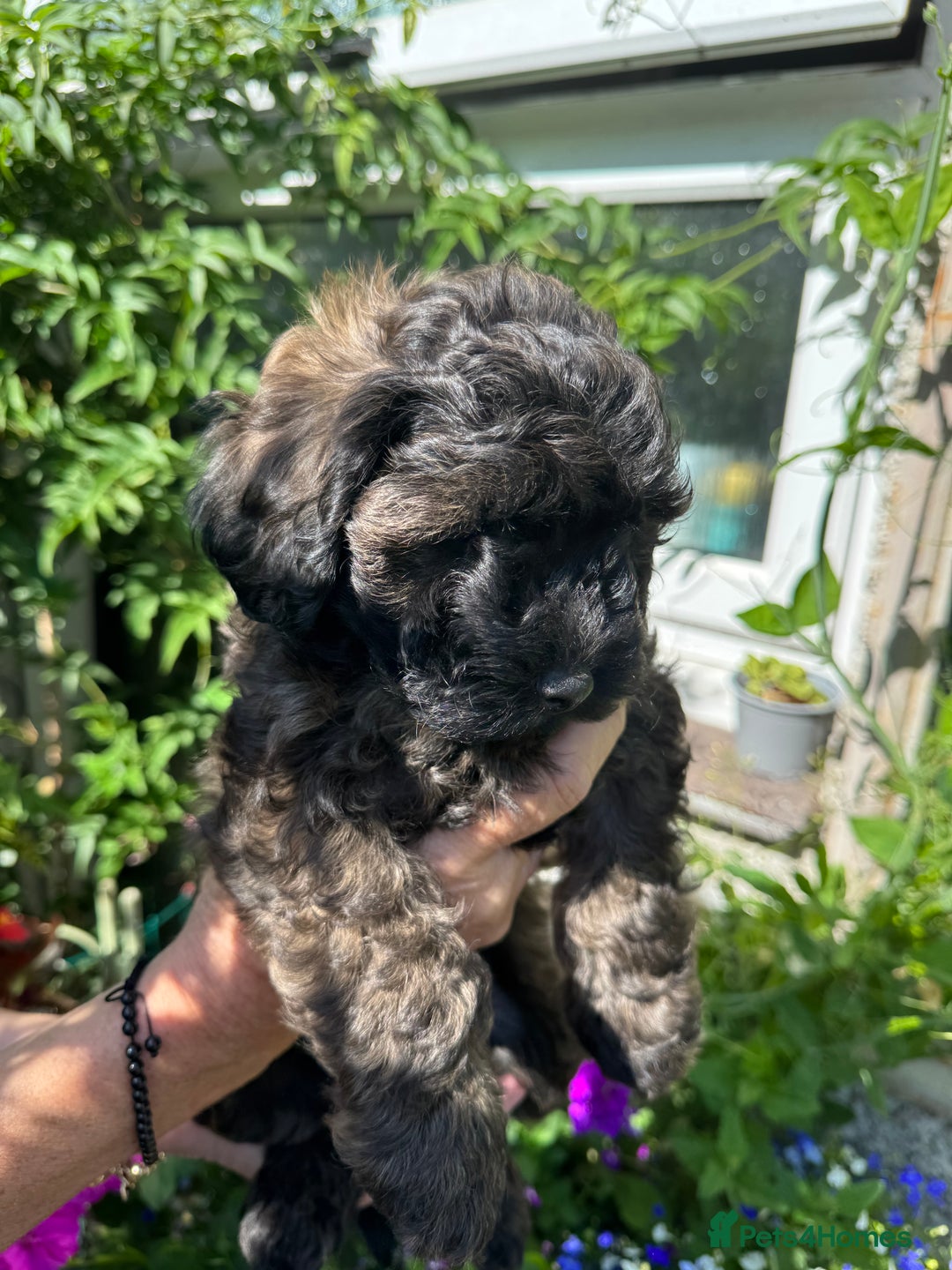 Cavapoo dogs for sale: Beautiful Toy F1b Cavapoo puppies  in Liskeard - Image 28