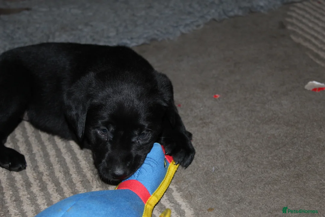 Labrador Retriever dogs for sale: 🔥 KC LABRADOR PUPPIES SILVER CHOCOLATE AND BLACK - Advert 24