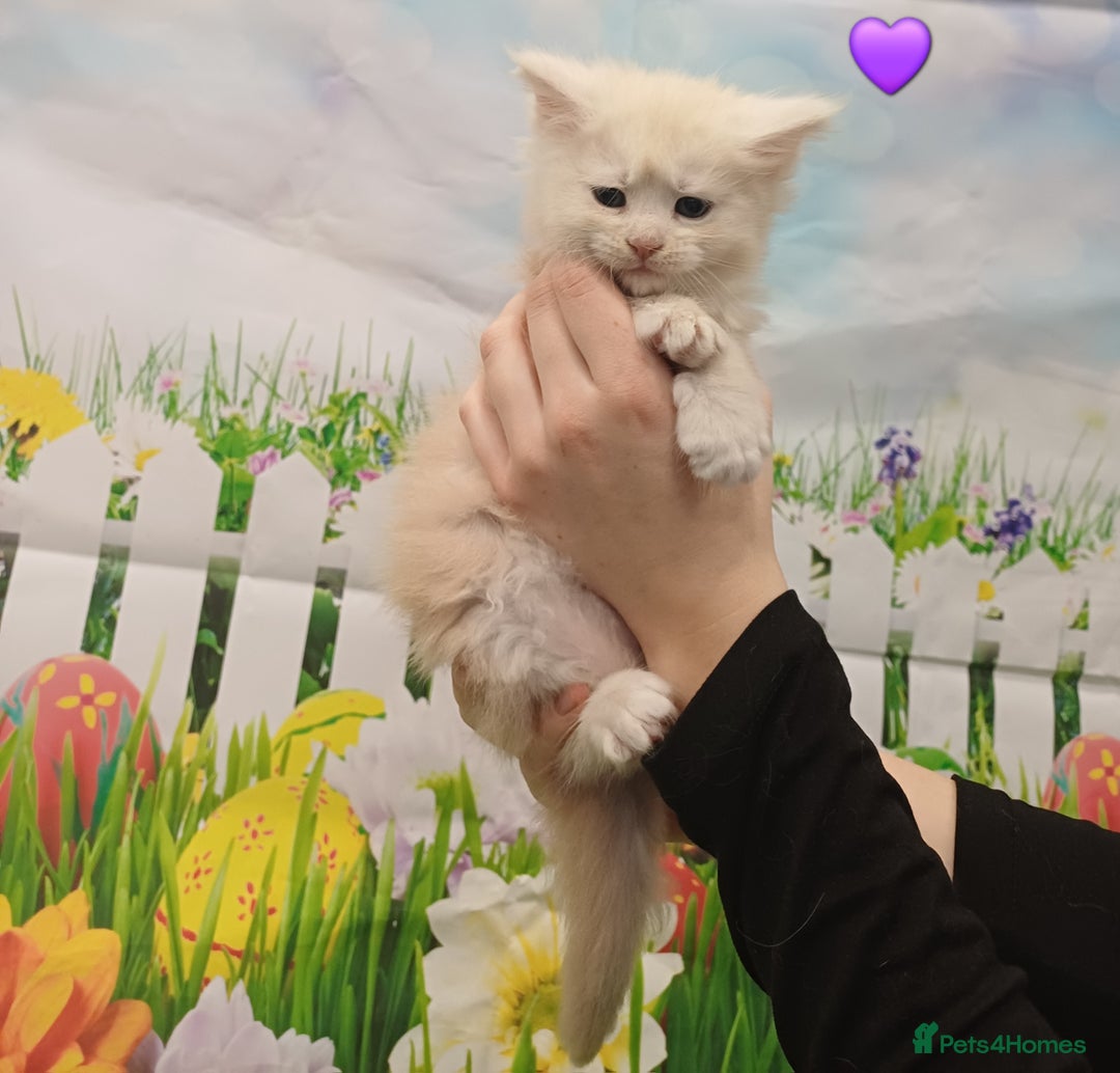 Maine Coon cats for sale: Maine Coon Kittens  - Advert 23