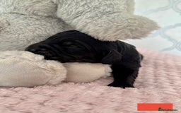 Labradoodle dogs for sale: Adorable Miniature Labradoodles  - Image 9