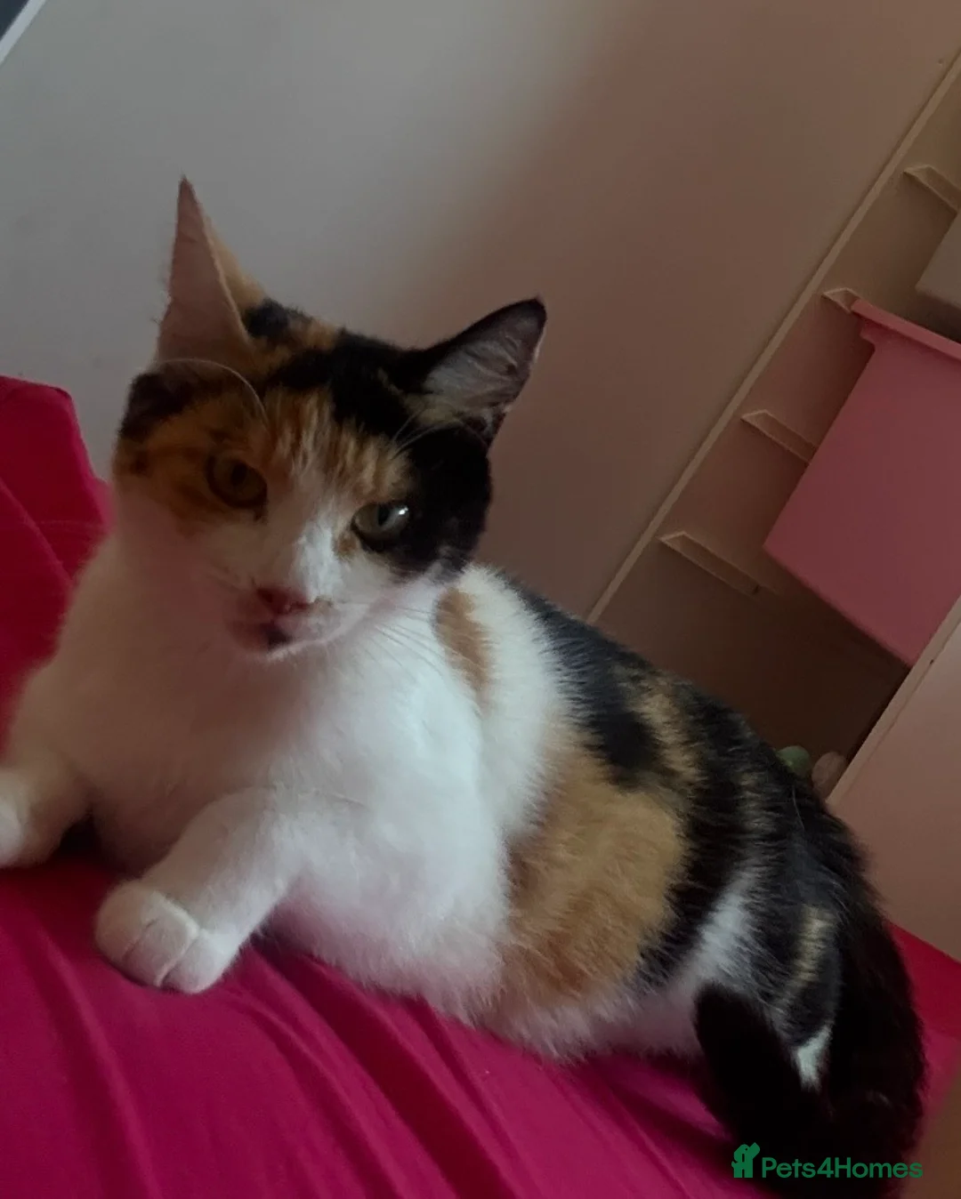 British Shorthair cats for sale: Kitten last one  - Advert 2