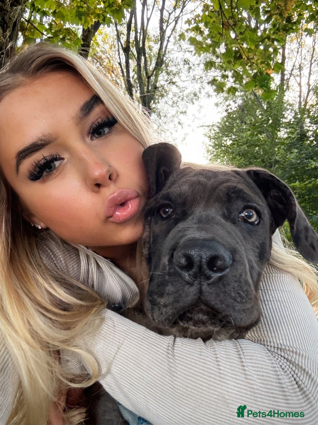 Cane Corso dogs for sale: Loki  - Image 3