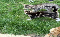 Bengal cats for sale: Bengal/British Shorthair  - Image 1