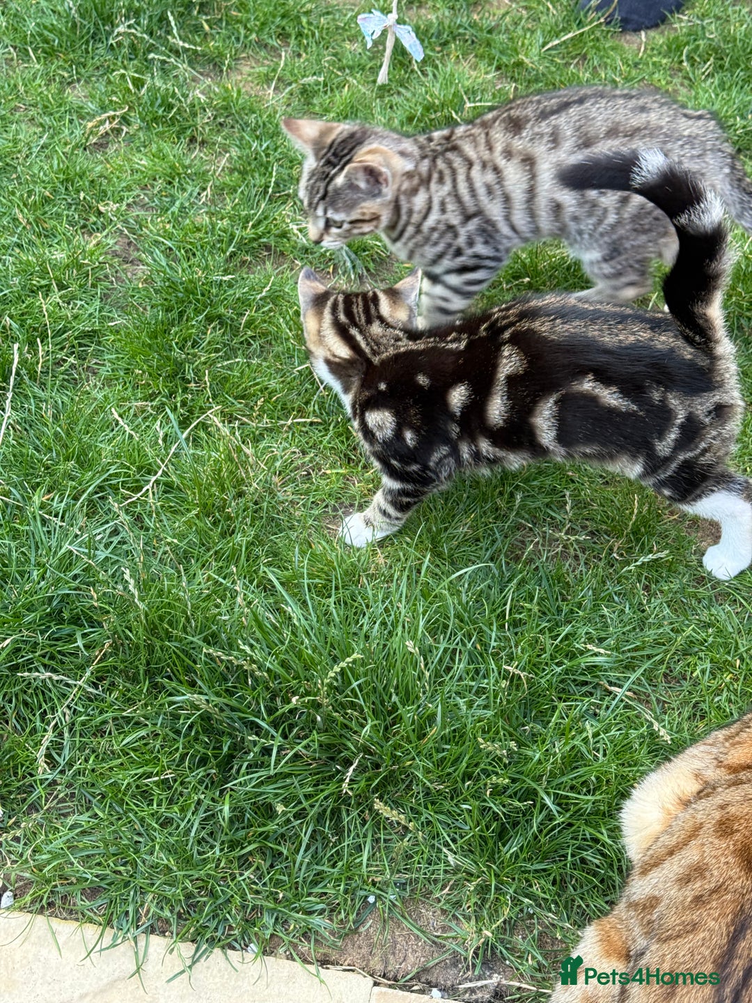 Bengal cats for sale: Bengal/British Shorthair  - Image 1