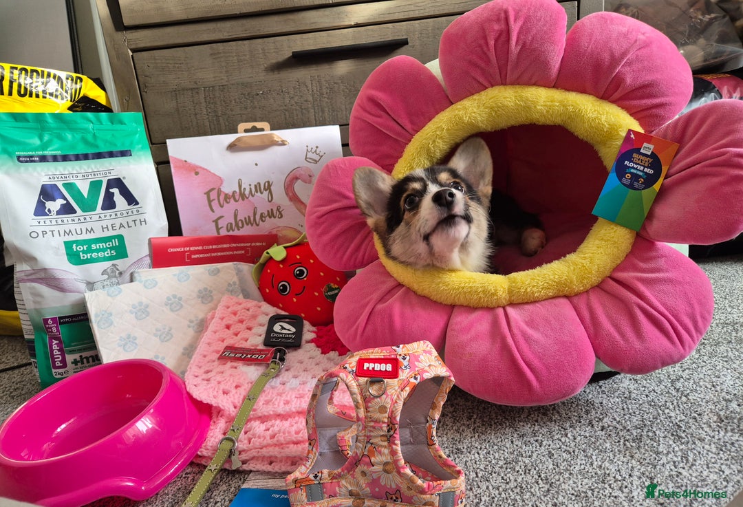 Welsh Corgi Pembroke dogs for sale: Kc reg 2 girls remaining bob & longtail - Advert 29