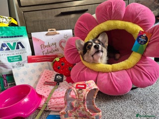 Welsh Corgi Pembroke dogs Kc reg Serbian lined bob & longtail, 1 fluffy - Advert 5