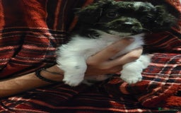 Mixed Breed dogs for sale: Shih - poo pups  - Image 5