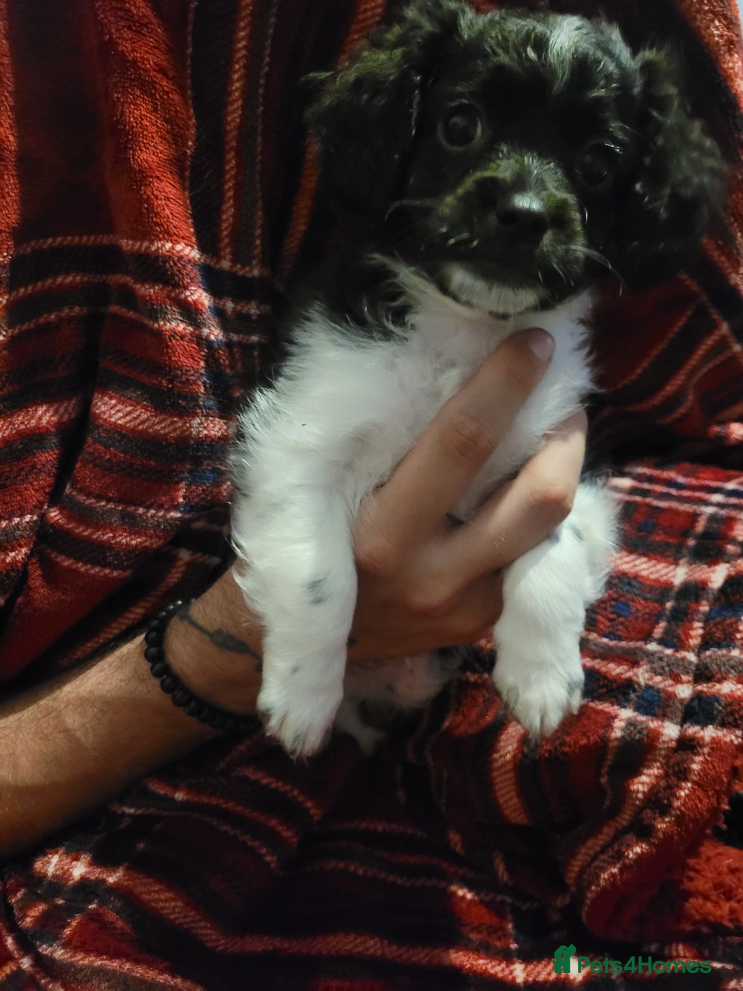 Mixed Breed dogs for sale: Shih - poo pups  - Image 5
