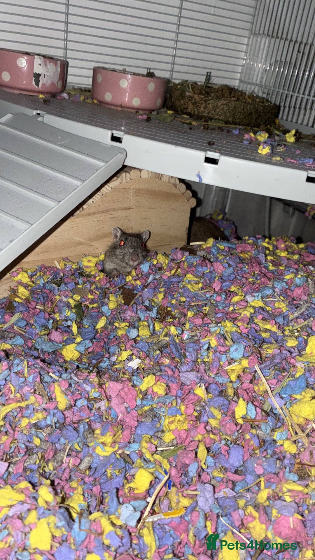 Gerbil rodents for sale: Gerbil  - Advert 2