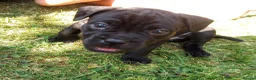 Mixed Breed dogs for sale: Staffy cross lurches  in Wolverhampton - Advert 6