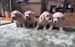 Golden Retriever dogs for sale: 2 female Golden Retrievers puppies - Image 8