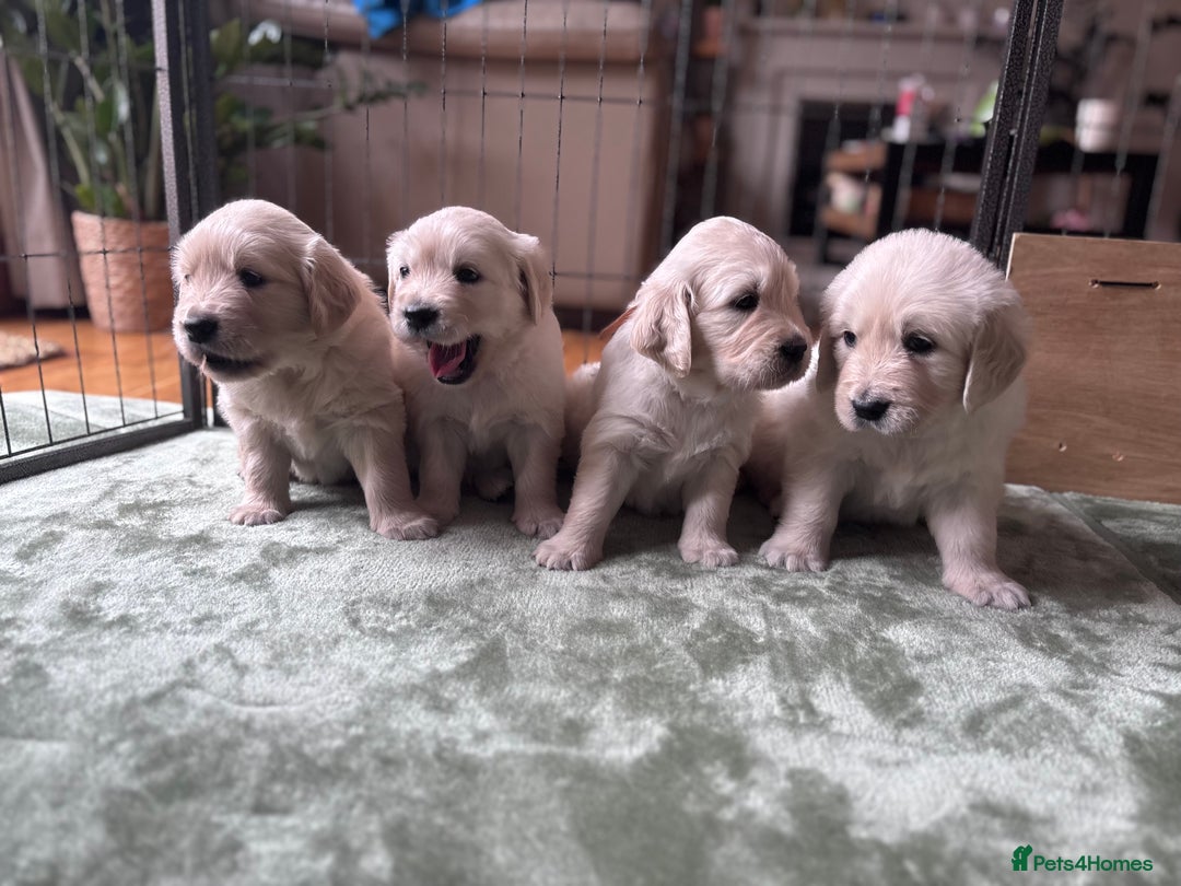 Golden Retriever dogs for sale: 2 female Golden Retrievers puppies - Image 8
