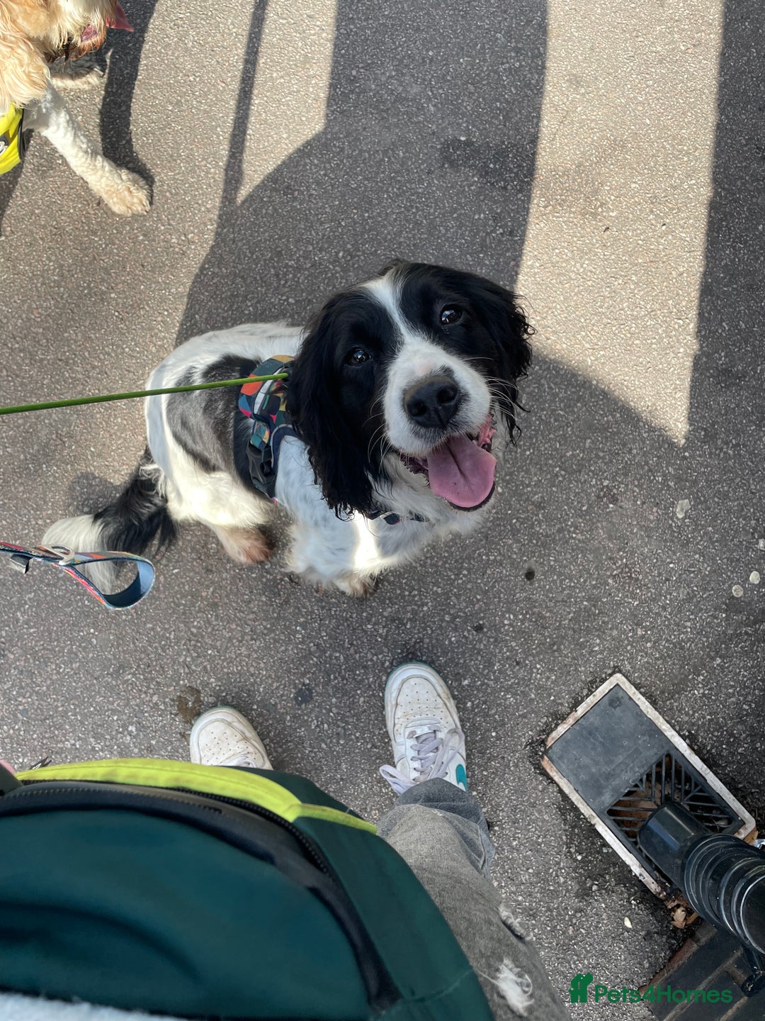English Springer Spaniel dogs for sale: Springer spaniel  - Image 2