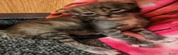 Bengal cats for sale: Adorable Bengal Mix Kittens  in Newmarket - Advert 14