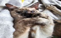 Sphynx cats for sale: Sphynx x Siamese kittens - Image 8