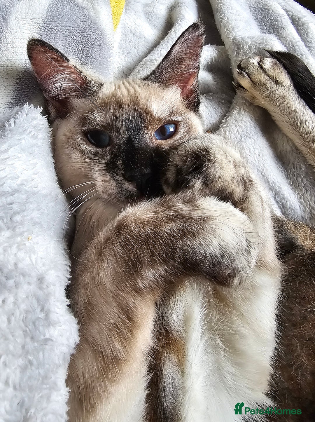 Sphynx cats for sale: Sphynx x Siamese kittens - Image 8
