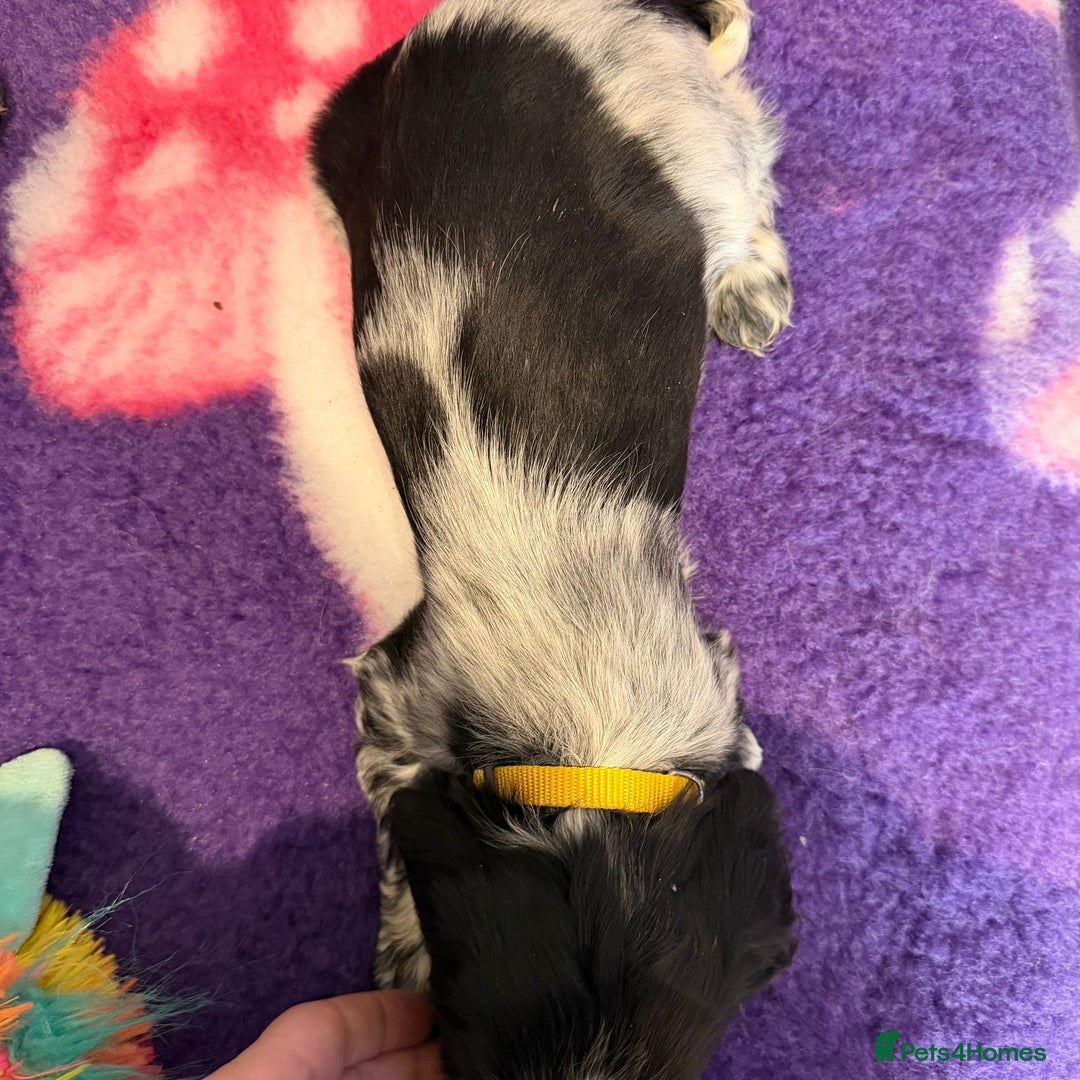 Cocker Spaniel dogs for sale: Stunning cocker spaniel pups  - Advert 29