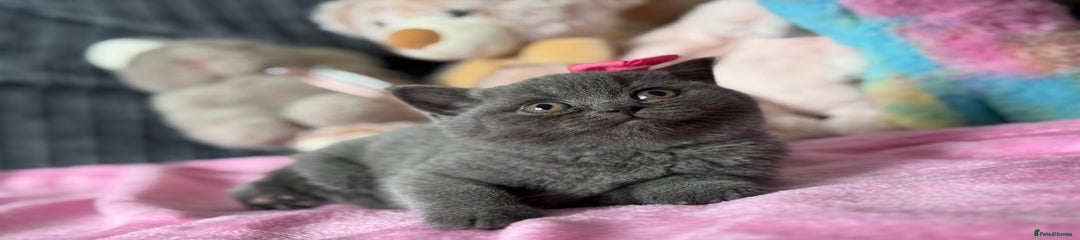 British Shorthair Kitten 3