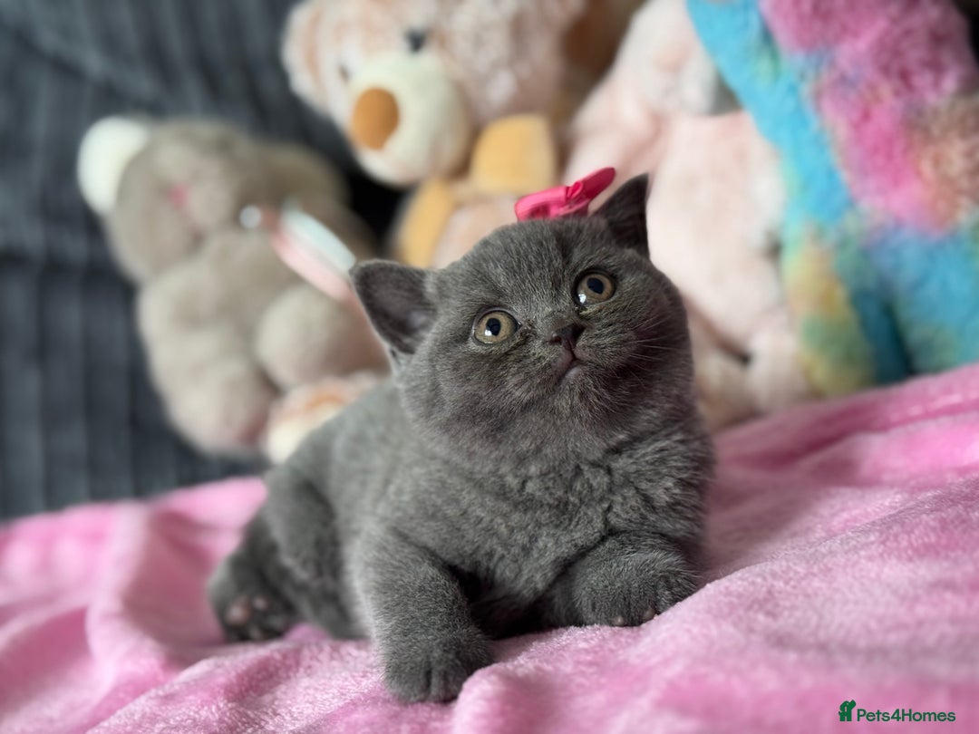 British Shorthair cats for sale: Gorgeous Champions line British Shorthair - Image 8
