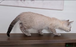 Bengal cats for sale: Tica registered Snow Bengal Boys - Image 7