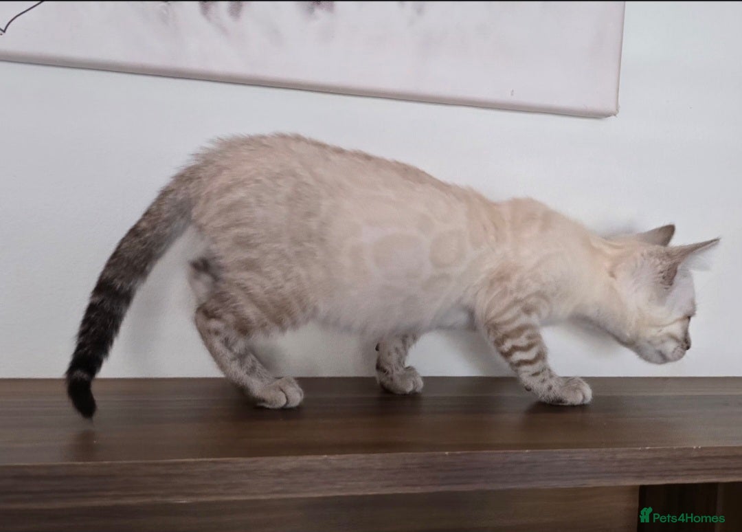 Bengal cats for sale: Tica registered Snow Bengal Boys - Image 7