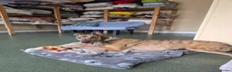 Greyhound dogs for adoption: Lady  - Advert 3
