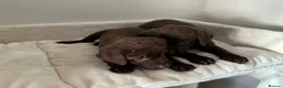 Labrador Retriever dogs for sale: Chocolate Labrador Puppies - Advert 4
