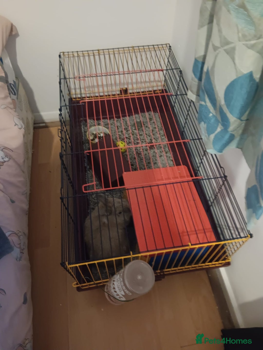 Mini Lop rabbits for sale: 2 Female Rabbits  - Advert 3