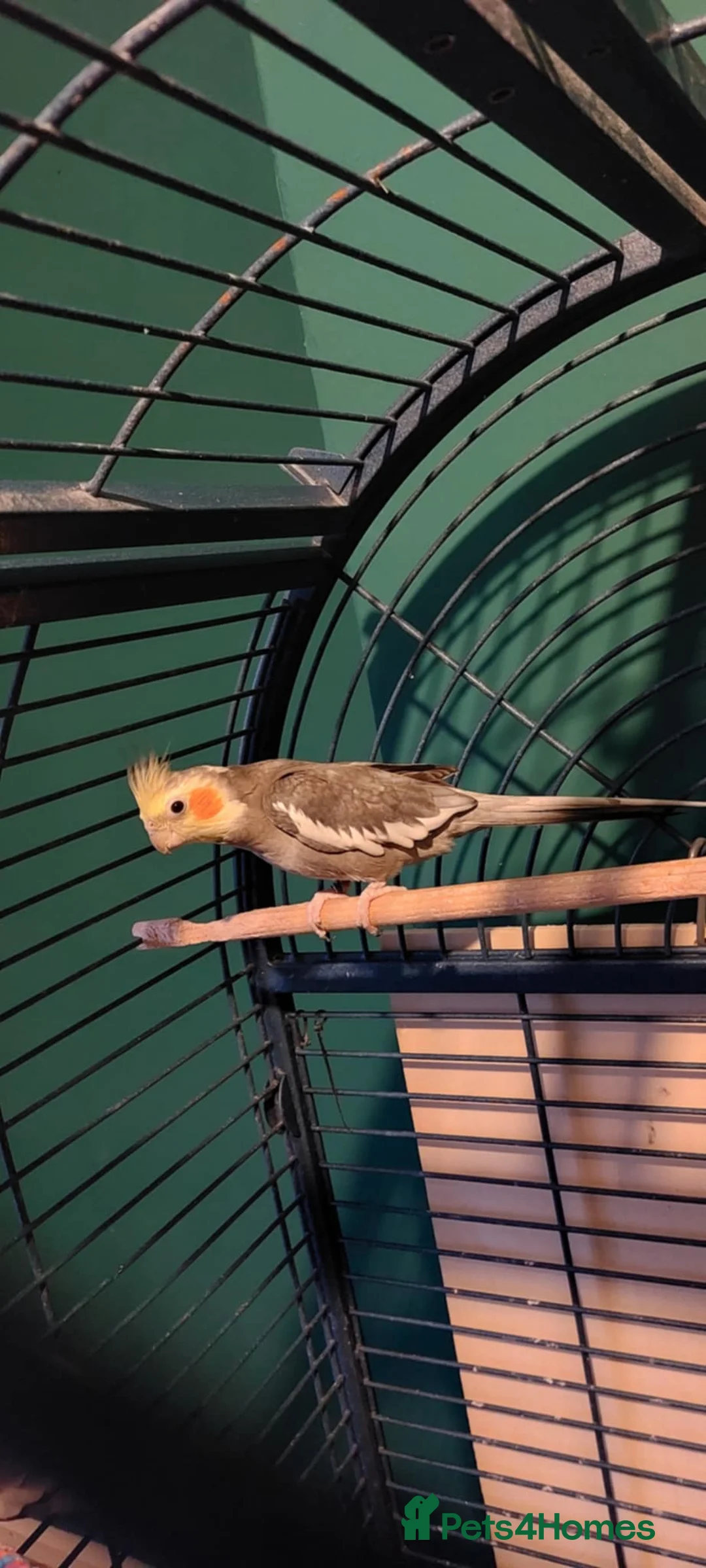 Cockatiels birds for sale: Lovely male cockatiel parrot - Advert 4