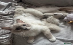 Ragdoll cats for sale: Gorgeous Ragdoll Kittens - Ready to leave now - Image 5