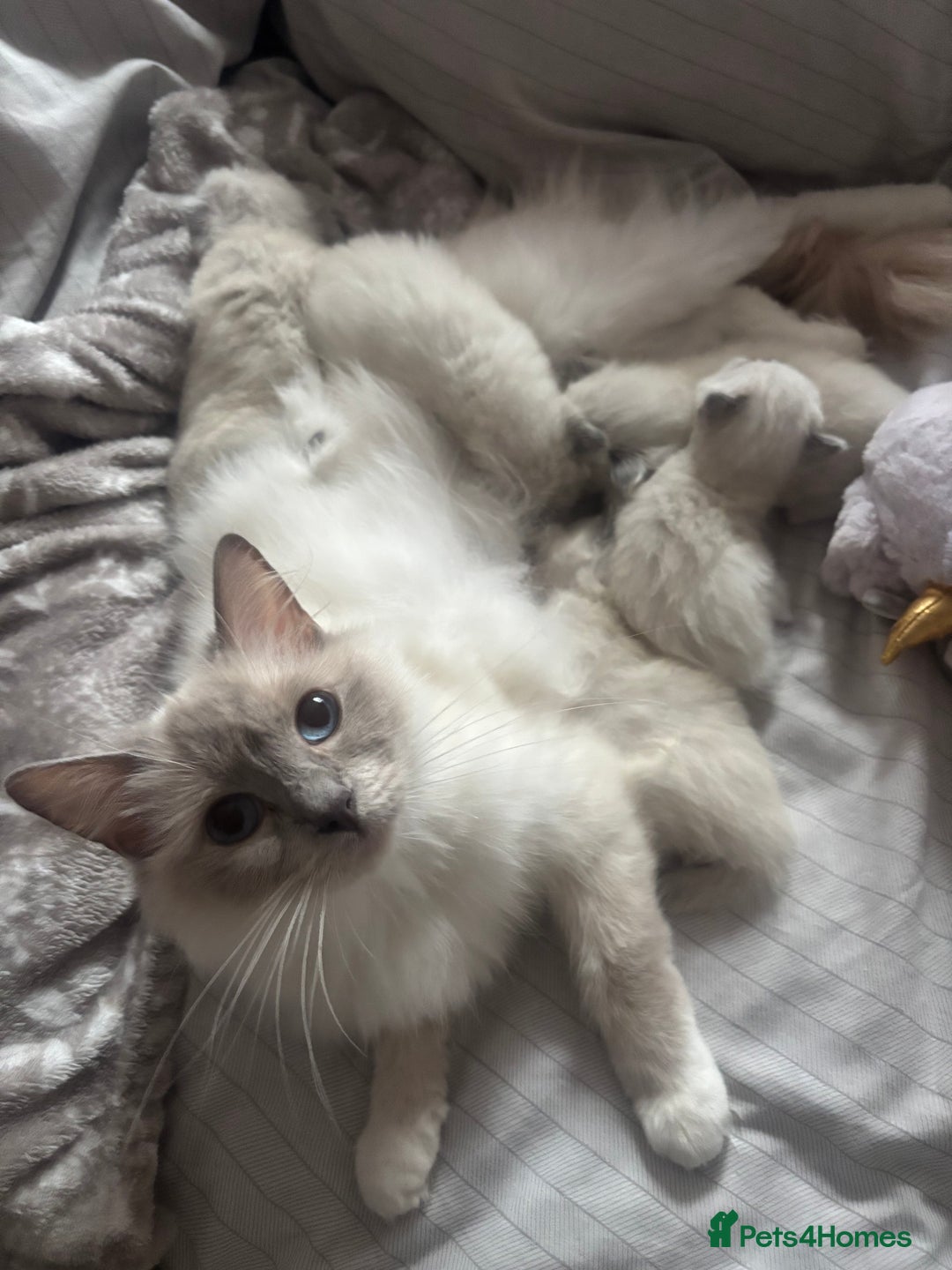 Ragdoll cats for sale: Gorgeous Ragdoll Kittens - Ready to leave now - Image 5