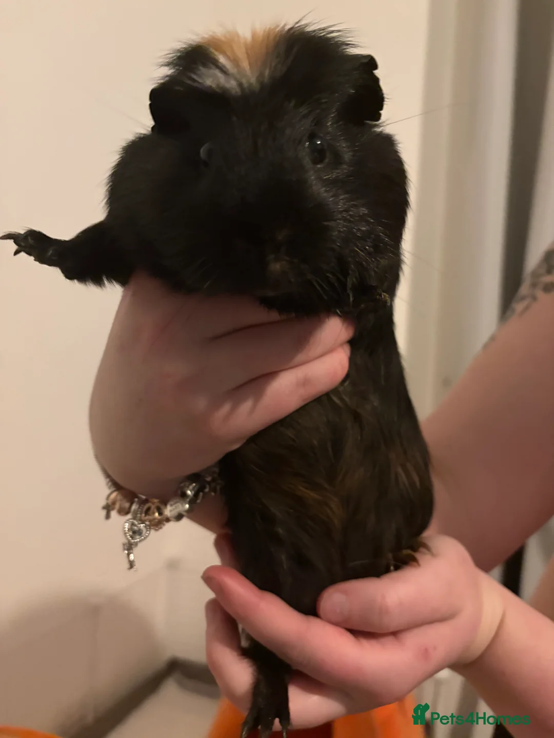 Guinea Pig rodents for sale: 2 x Male Guinea Pigs - Advert 4