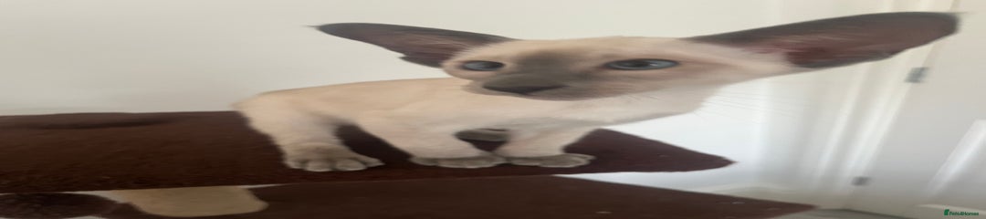 Siamese Kitten 5